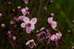 Sopubia mannii var. mannii