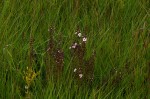 Sopubia mannii var. mannii