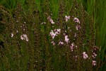 Sopubia mannii var. mannii