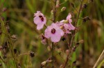 Sopubia mannii var. tenuifolia
