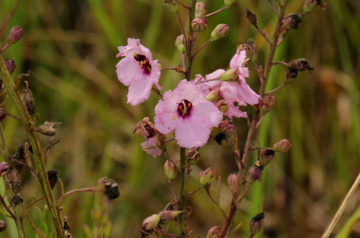 Sopubia mannii var. tenuifolia