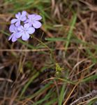 Buchnera chimanimaniensis