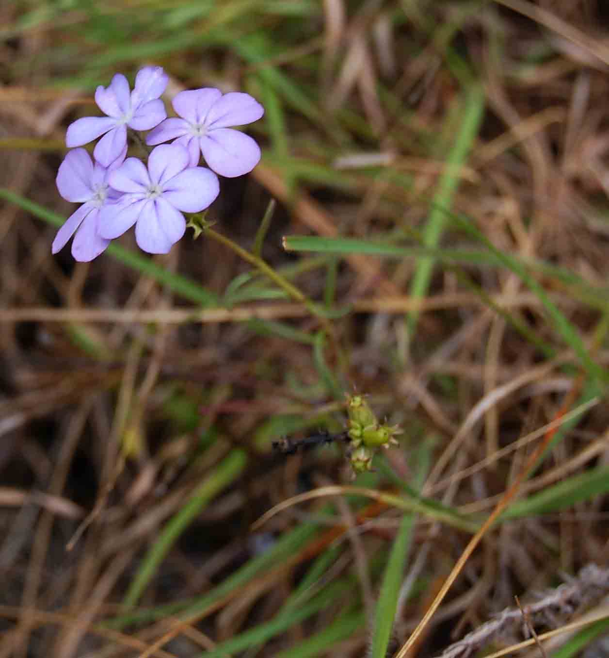 Buchnera chimanimaniensis