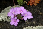 Buchnera chimanimaniensis