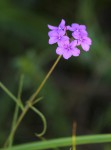 Buchnera chimanimaniensis