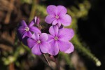 Buchnera chimanimaniensis
