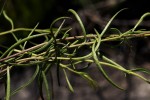 Buchnera chimanimaniensis