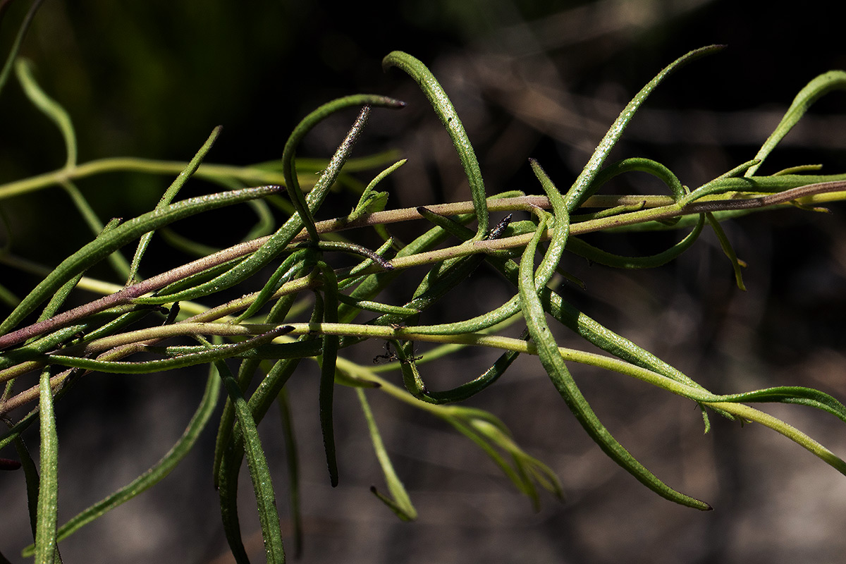 Buchnera chimanimaniensis