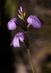 Buchnera chimanimaniensis