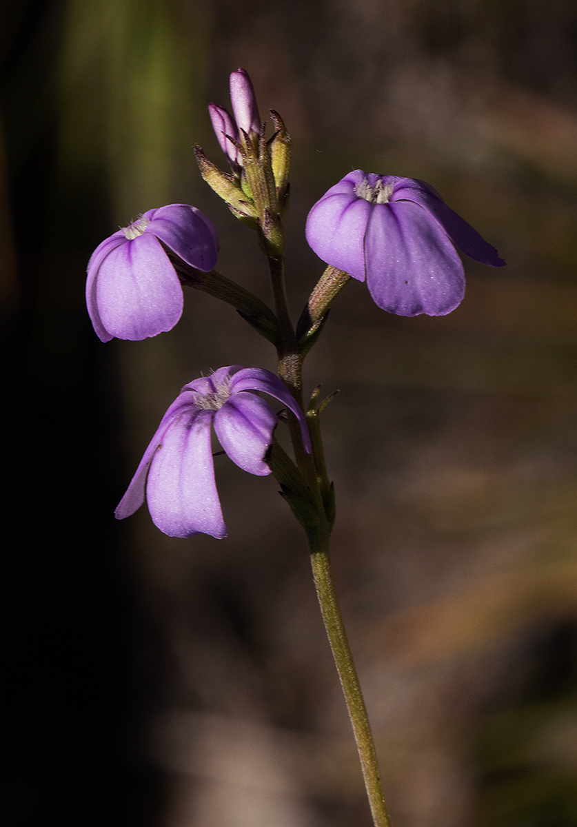 Buchnera chimanimaniensis