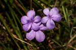 Buchnera chimanimaniensis