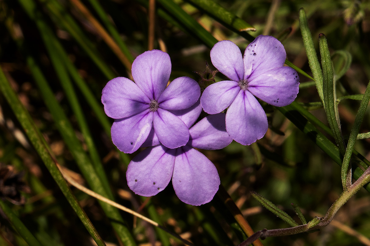 Buchnera chimanimaniensis