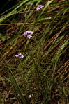 Buchnera chimanimaniensis
