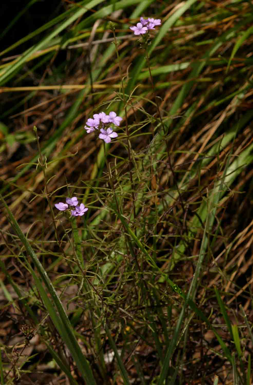 Buchnera chimanimaniensis