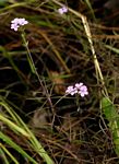 Buchnera chimanimaniensis