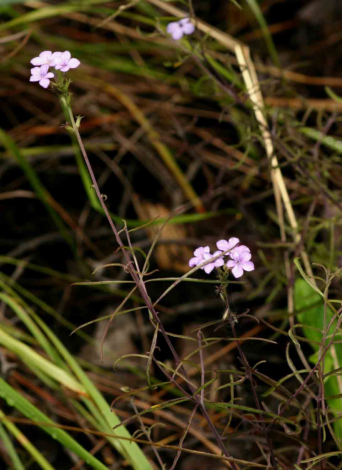 Buchnera chimanimaniensis