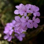 Buchnera chimanimaniensis
