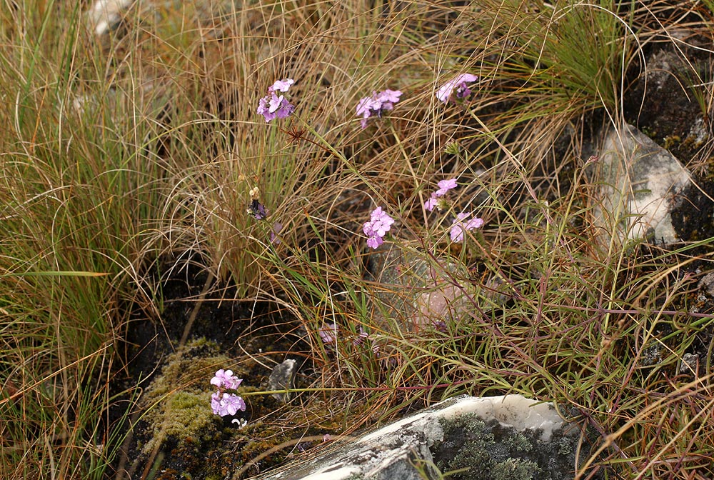 Buchnera chimanimaniensis