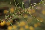 Buchnera chimanimaniensis