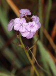 Buchnera chimanimaniensis