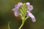 Buchnera chimanimaniensis