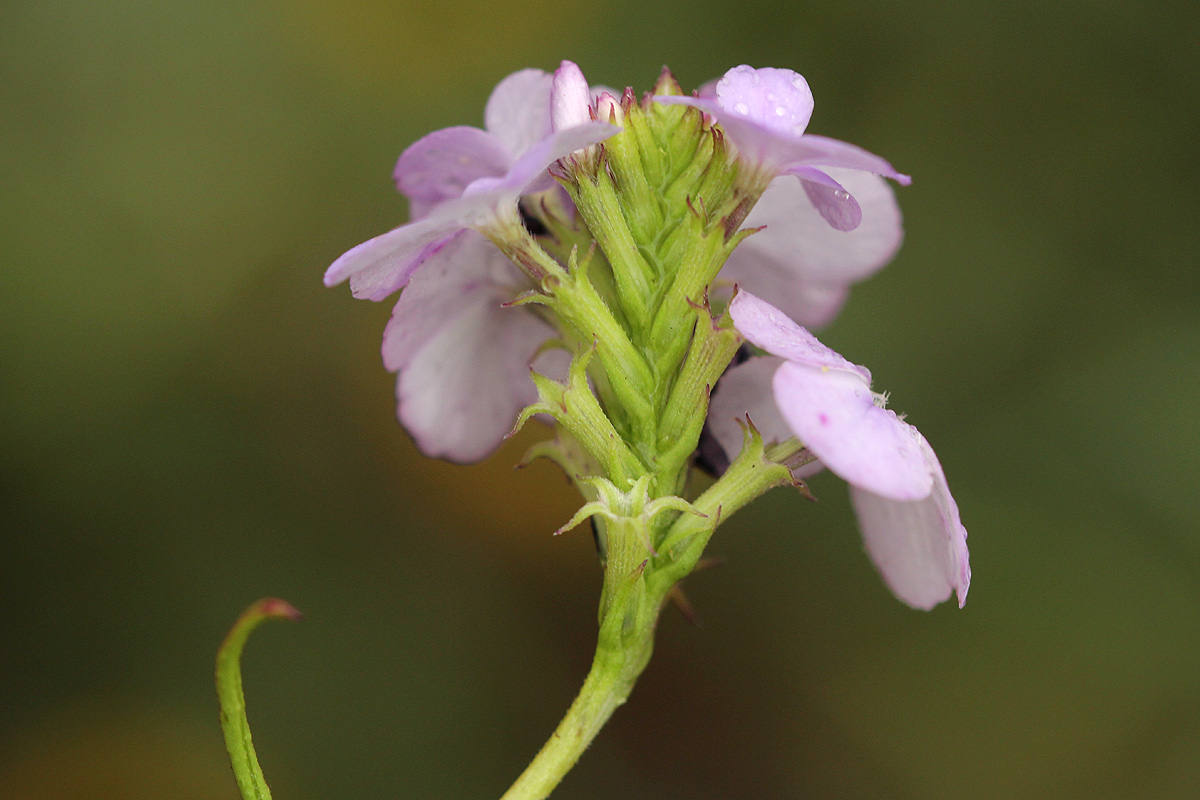 Buchnera chimanimaniensis