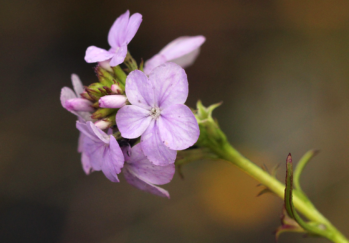 Buchnera chimanimaniensis