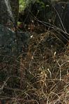 Buchnera eylesii