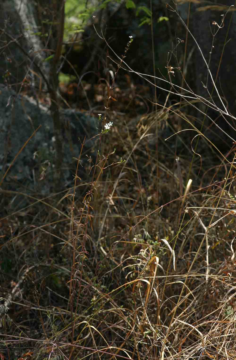 Buchnera eylesii