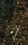 Buchnera eylesii