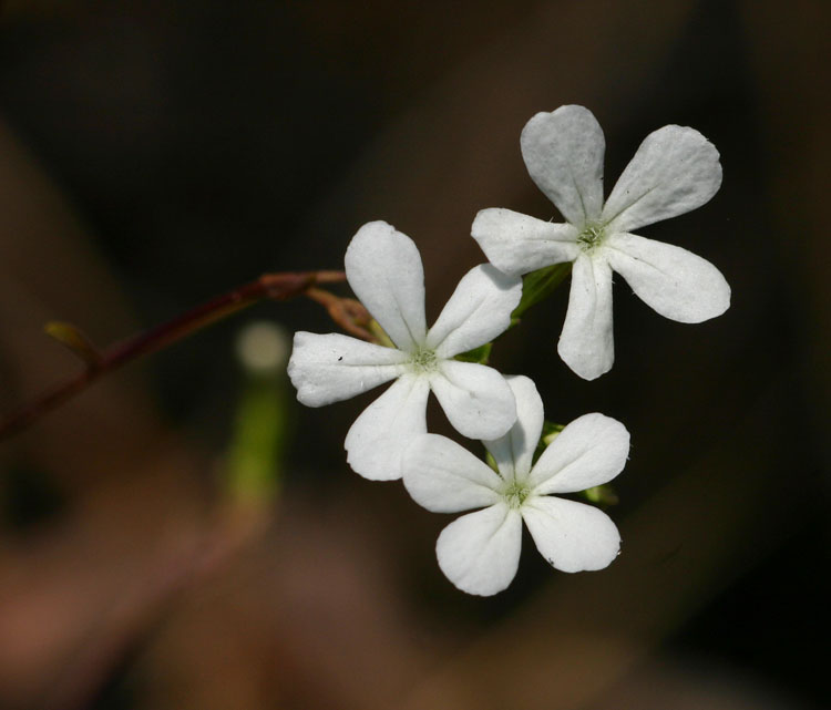 Buchnera eylesii