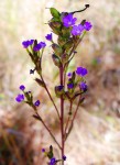 Buchnera hispida
