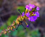 Buchnera hispida
