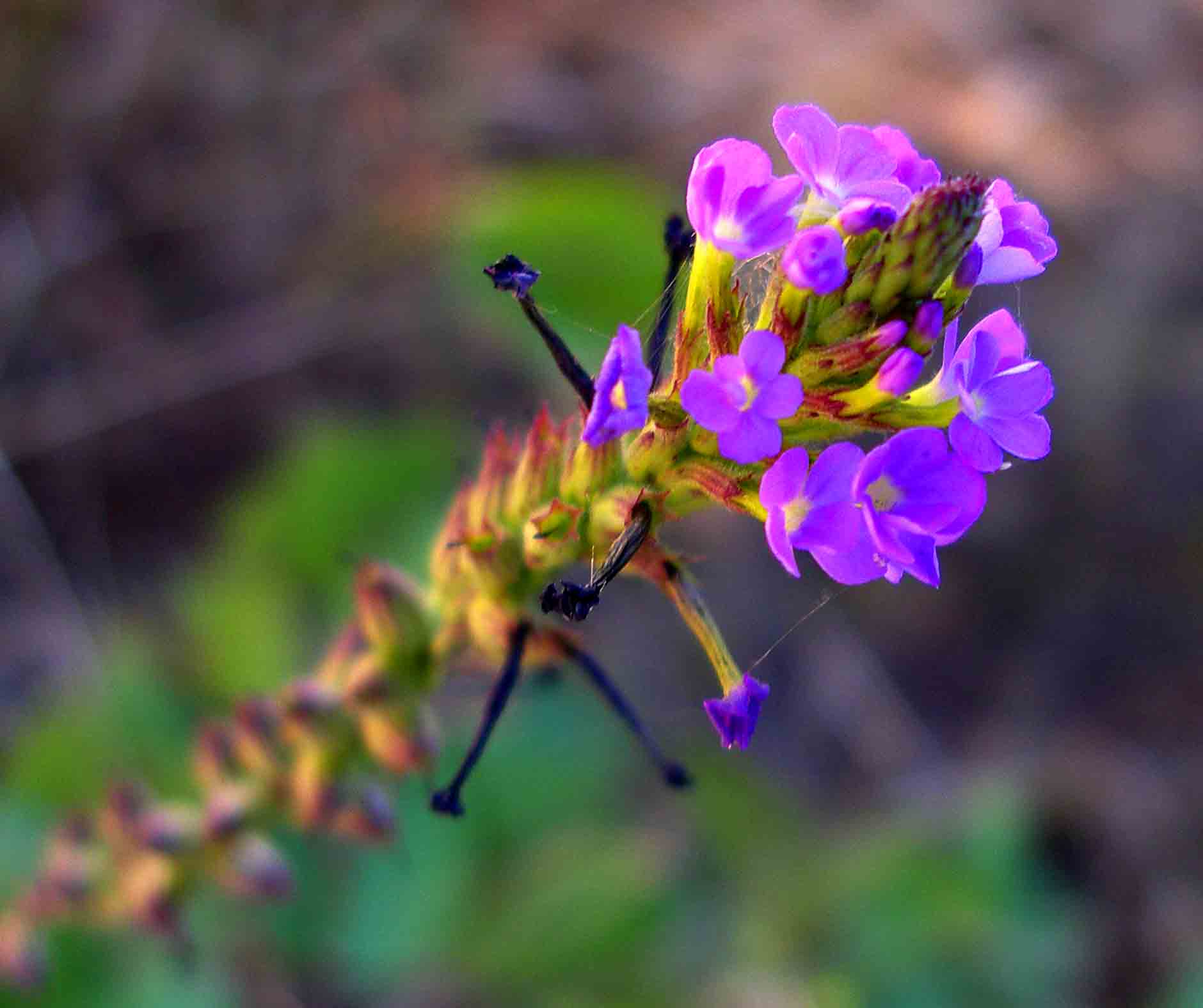 Buchnera hispida