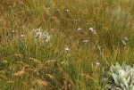 Buchnera wildii