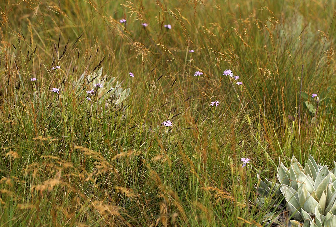 Buchnera wildii