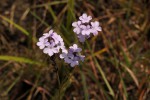 Buchnera wildii