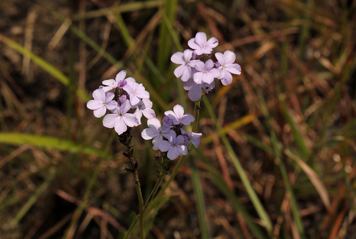 Buchnera wildii