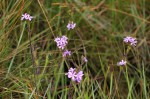 Buchnera wildii
