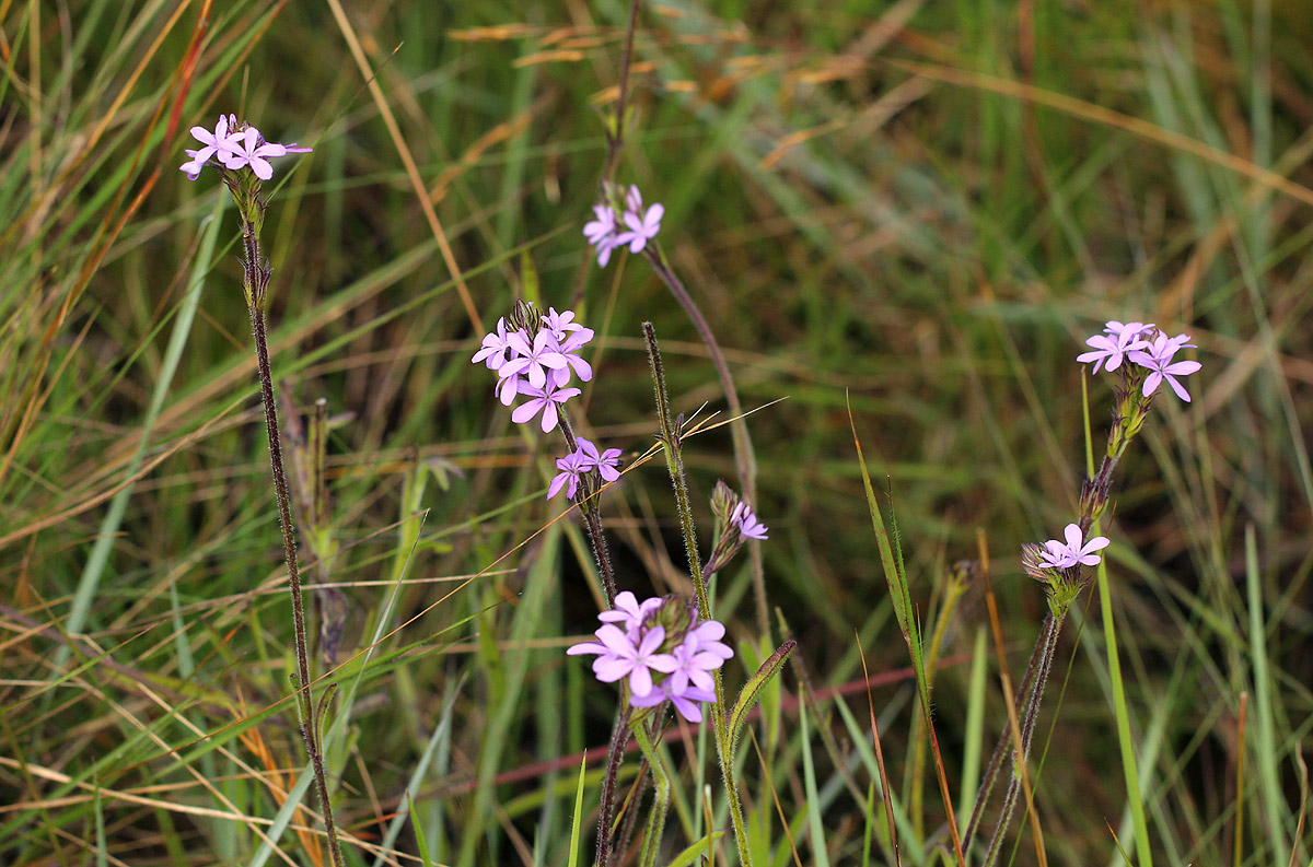 Buchnera wildii