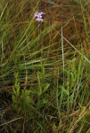 Buchnera wildii