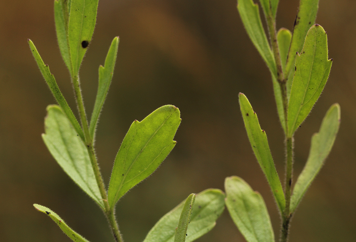 Buchnera wildii