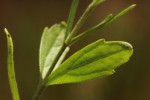 Buchnera wildii