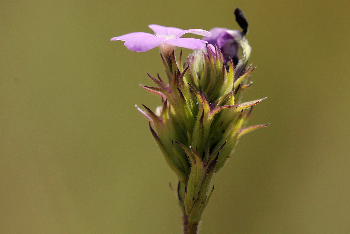 Buchnera wildii
