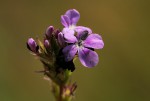 Buchnera wildii