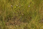 Buchnera wildii