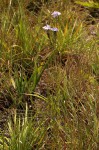 Buchnera wildii