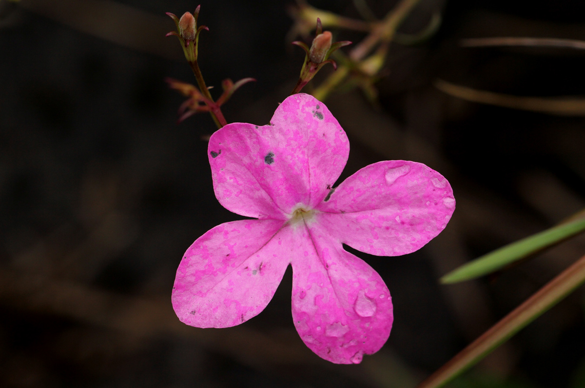 Cycnium tubulosum