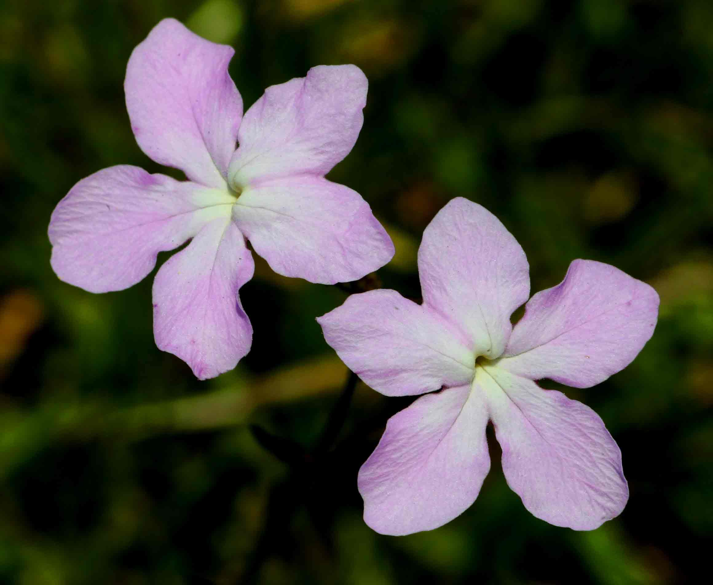Cycnium tubulosum