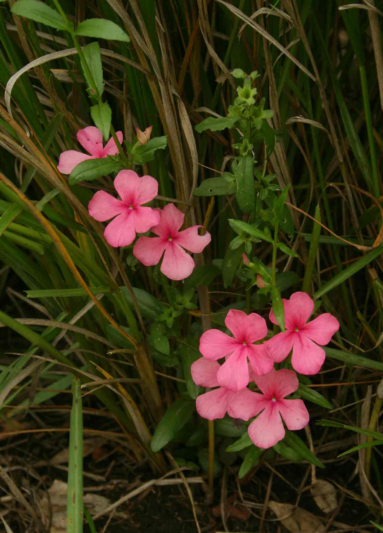 Cycnium tubulosum